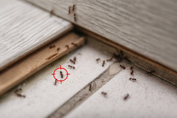 Best Cockroach Control Services  in Caney, KS