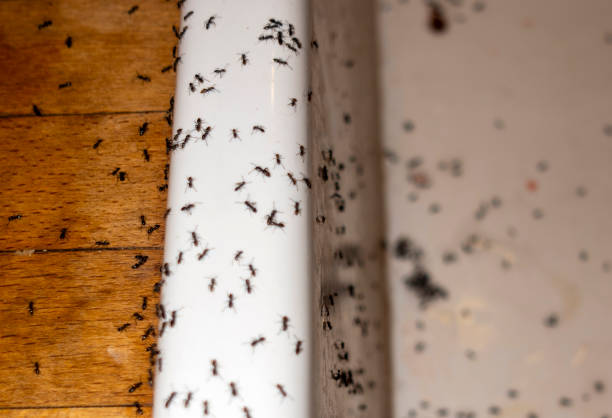 Wildlife Control Services in Caney, KS