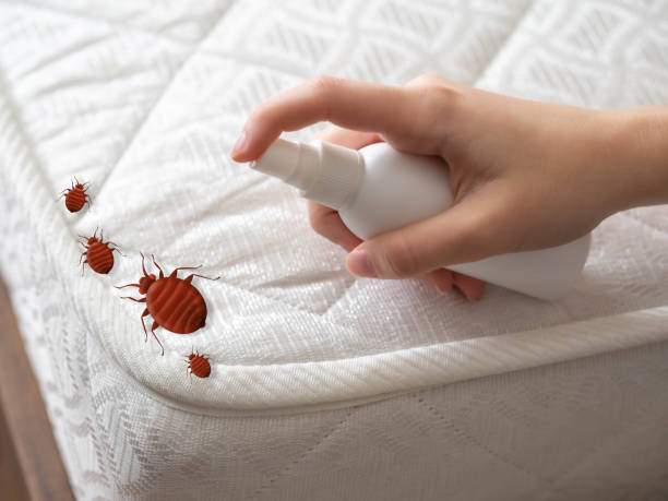 Best Ant Control Services  in Caney, KS